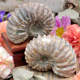 Ammonite Fossil