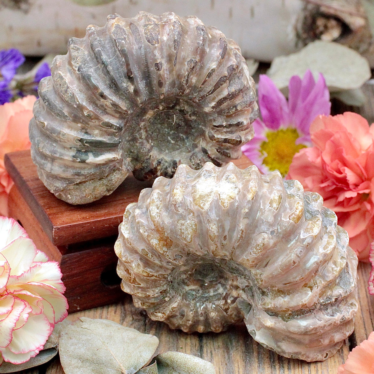 Ammonite Fossil