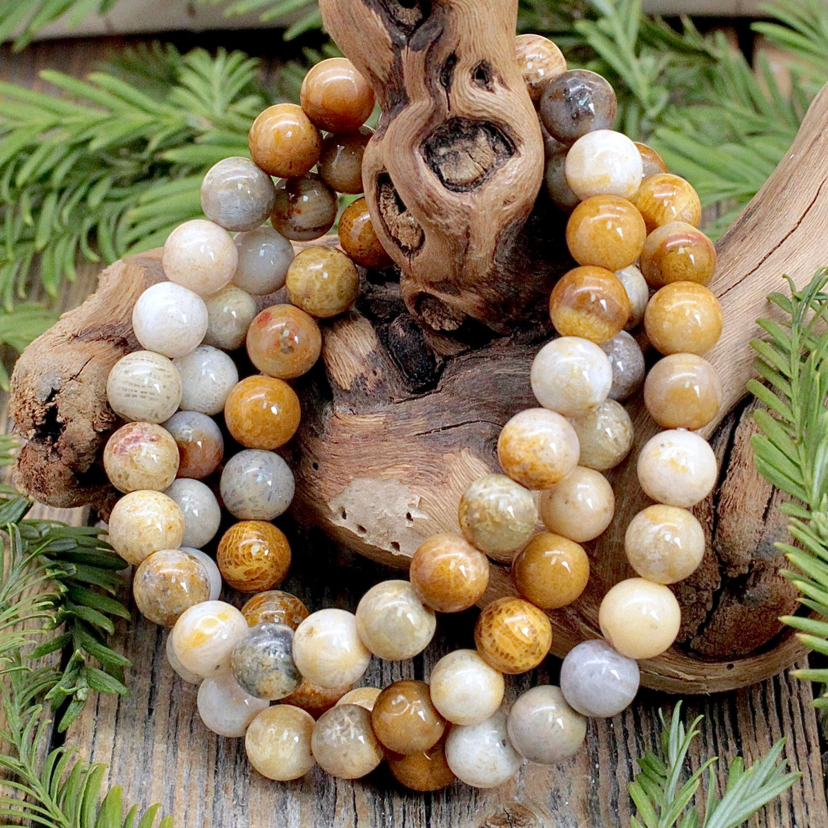 Fossilized Coral Bracelet 8mm