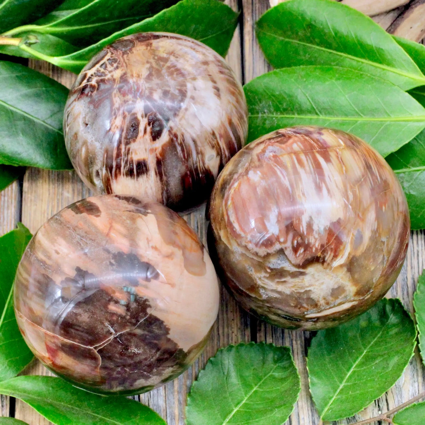 Petrified Wood Sphere