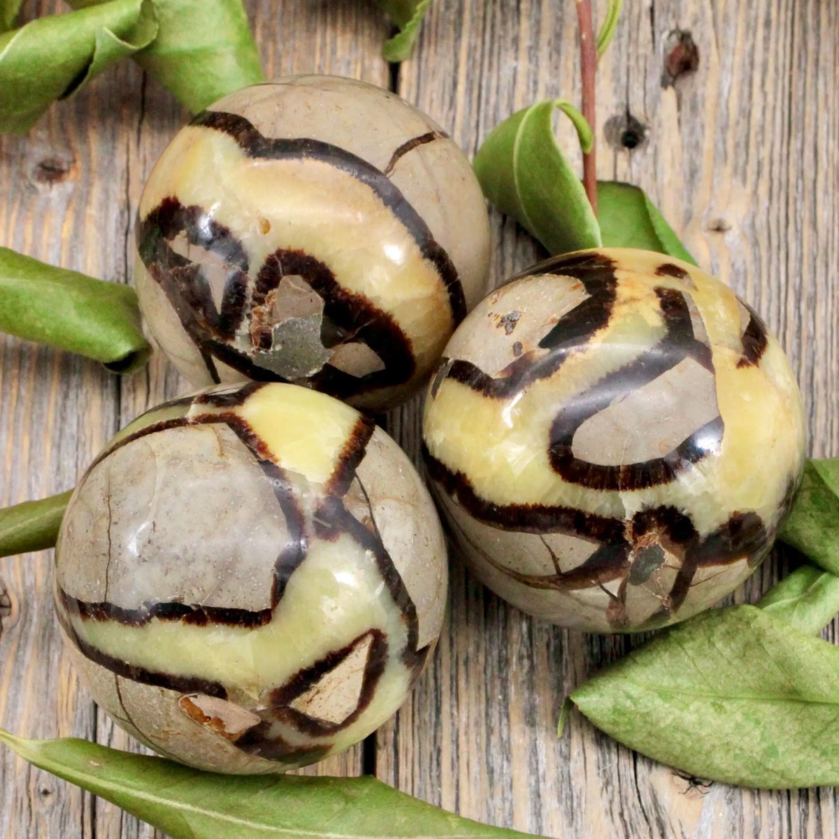 Septarian Sphere A